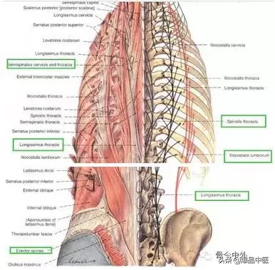 详细的脊柱腰段解剖图