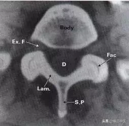 详细的脊柱腰段解剖图