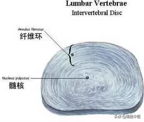 详细的脊柱腰段解剖图