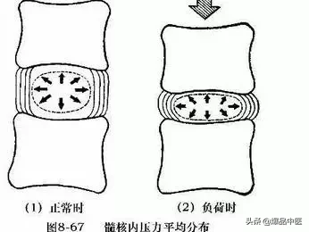 详细的脊柱腰段解剖图