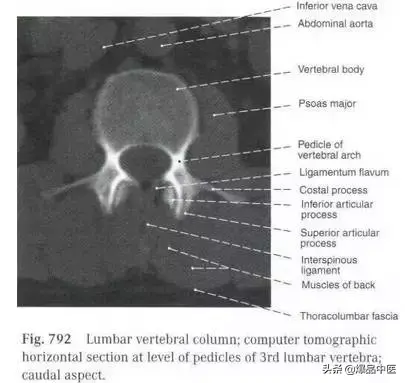 详细的脊柱腰段解剖图