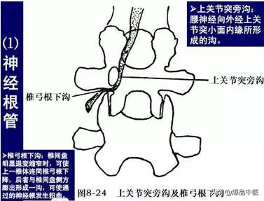 详细的脊柱腰段解剖图