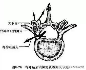 详细的脊柱腰段解剖图