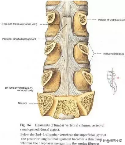 详细的脊柱腰段解剖图