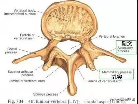 详细的脊柱腰段解剖图