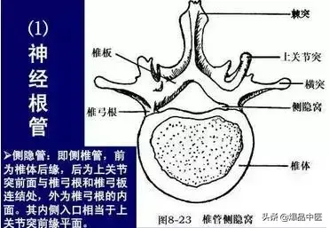 详细的脊柱腰段解剖图