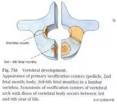 详细的脊柱腰段解剖图