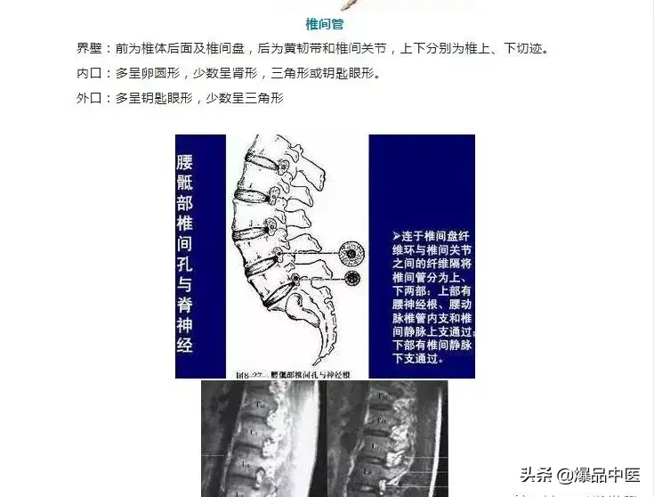 详细的脊柱腰段解剖图