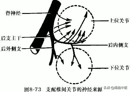 详细的脊柱腰段解剖图