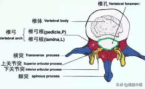 详细的脊柱腰段解剖图