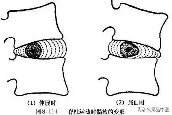 详细的脊柱腰段解剖图