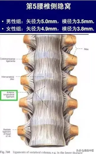 详细的脊柱腰段解剖图