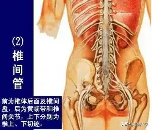 详细的脊柱腰段解剖图