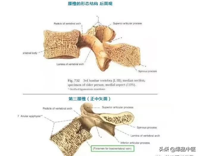 详细的脊柱腰段解剖图