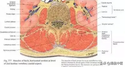 详细的脊柱腰段解剖图