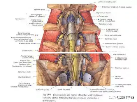 详细的脊柱腰段解剖图