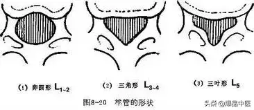 详细的脊柱腰段解剖图