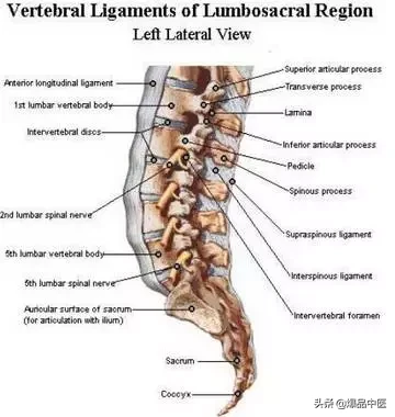 详细的脊柱腰段解剖图