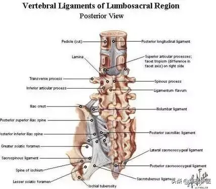 详细的脊柱腰段解剖图