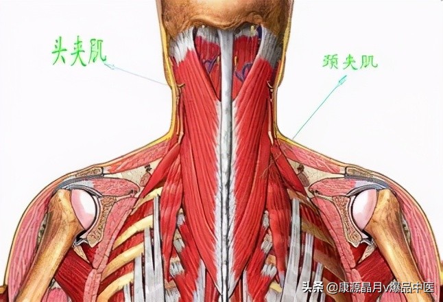 后脑勺的机关——头痛头晕治疗点