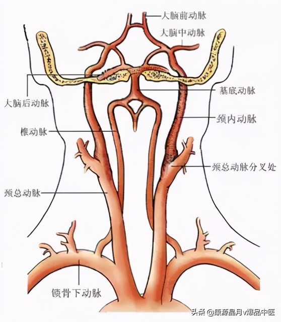 后脑勺的机关——头痛头晕治疗点