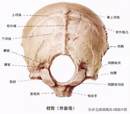 后脑勺的机关——头痛头晕治疗点