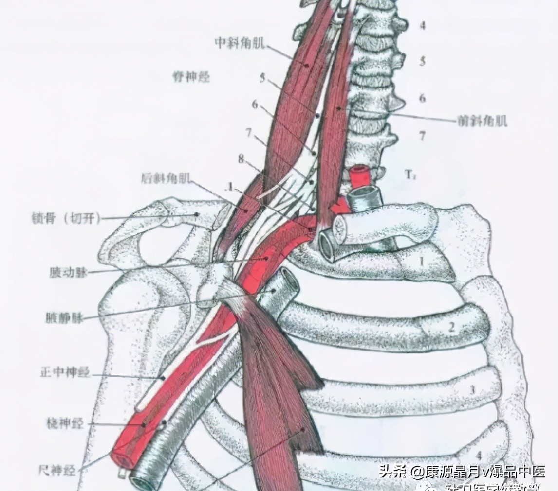 干货 | 手臂麻木的软组织因素