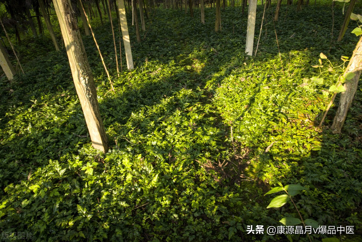 中医治疗失眠（不寐）的52首验方（含食疗方）都在这里了