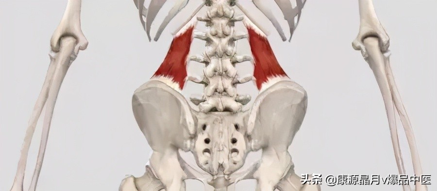 80%的腰痛，都和腰方肌有关