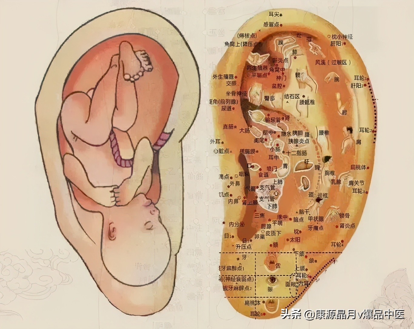 耳朵上出现这些特征，是大病的征兆