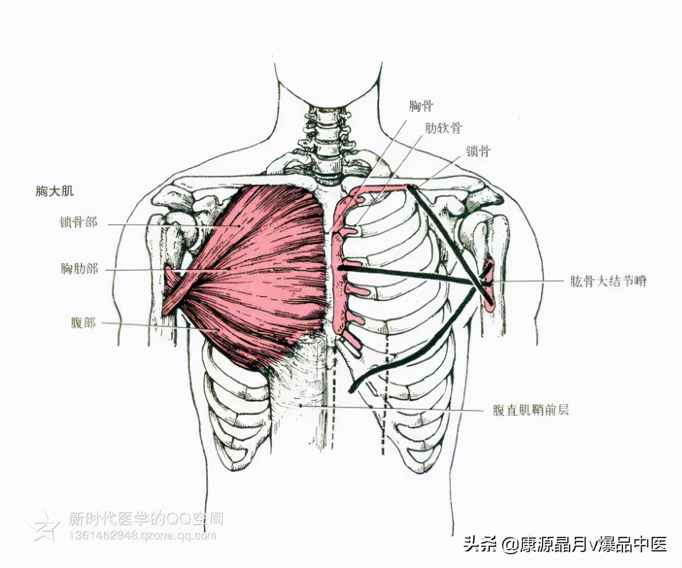 人体肌肉解剖套图