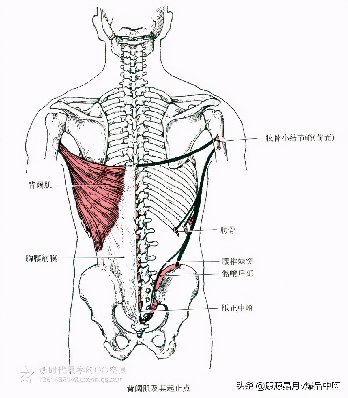 人体肌肉解剖套图