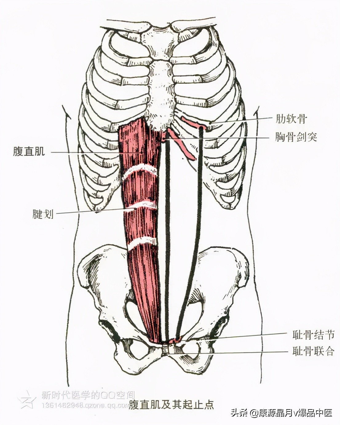 人体肌肉解剖套图