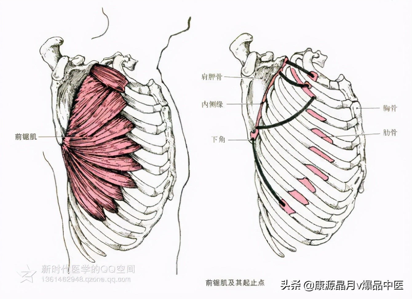 人体肌肉解剖套图