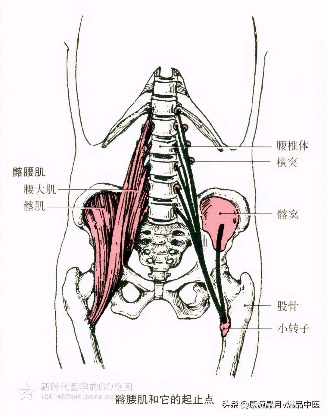 人体肌肉解剖套图