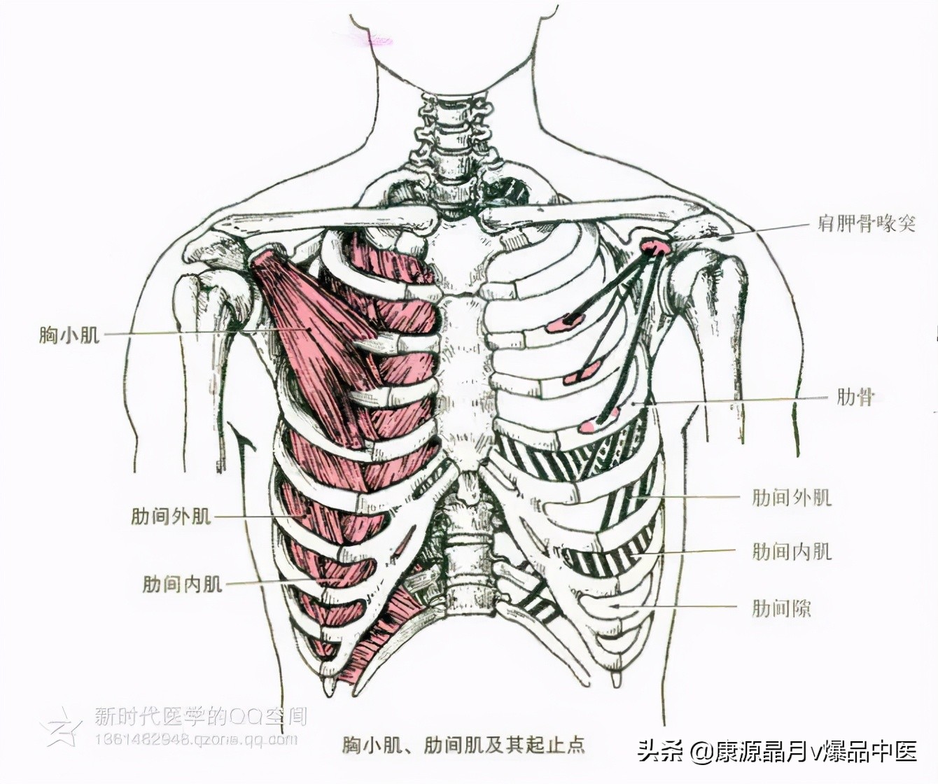 人体肌肉解剖套图