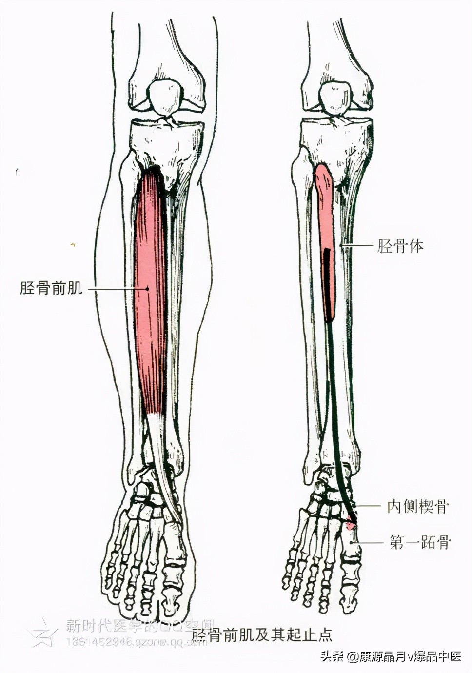 人体肌肉解剖套图