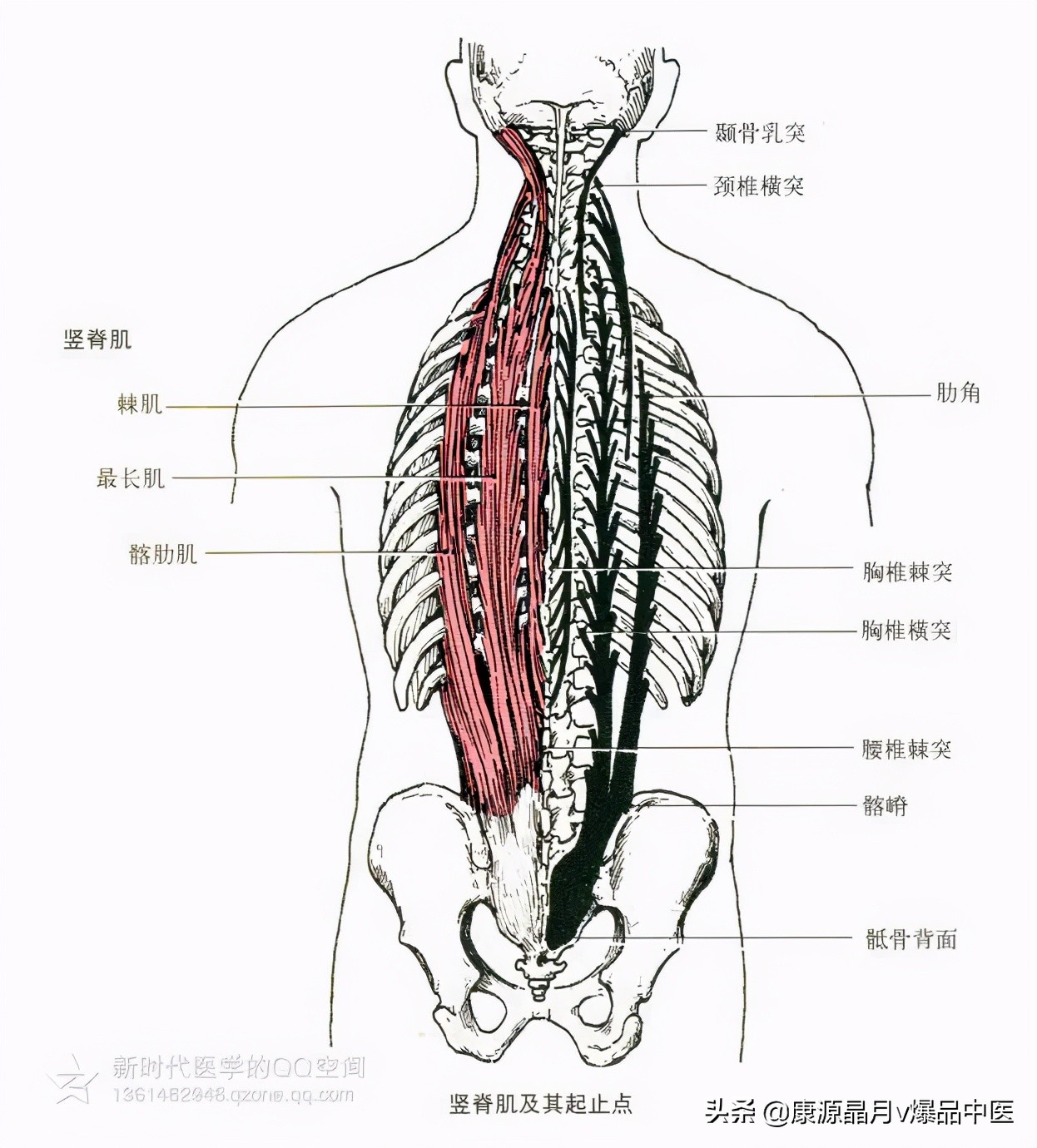 人体肌肉解剖套图