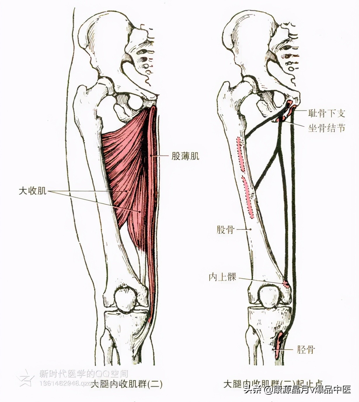 人体肌肉解剖套图