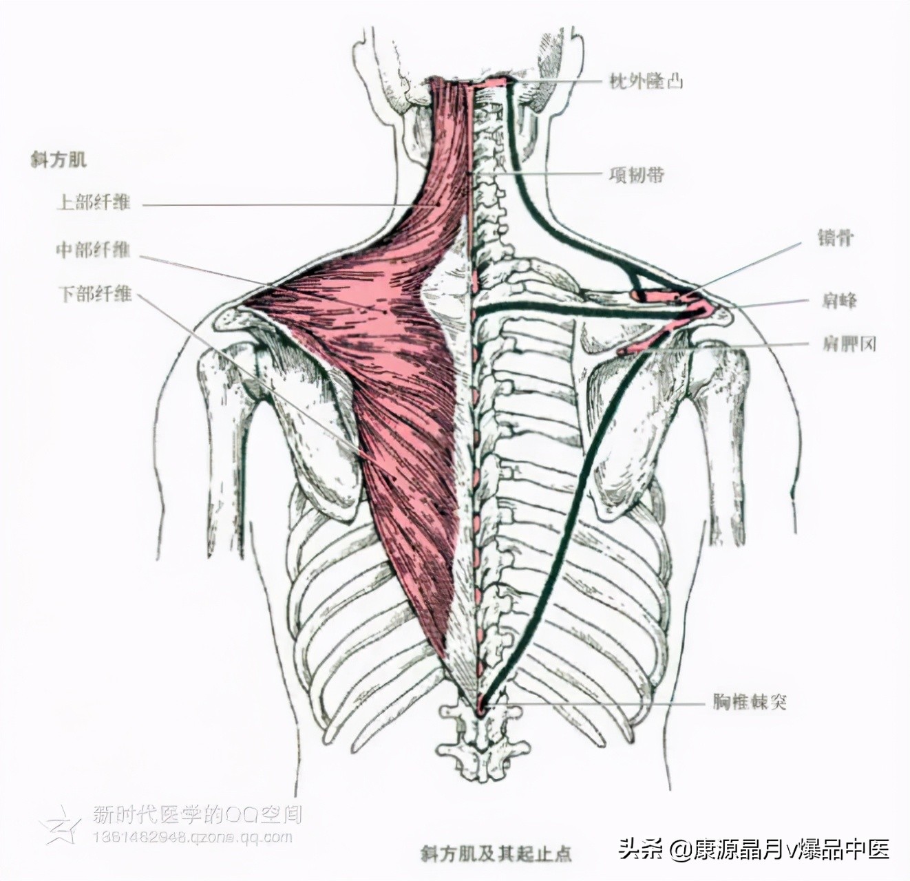 人体肌肉解剖套图