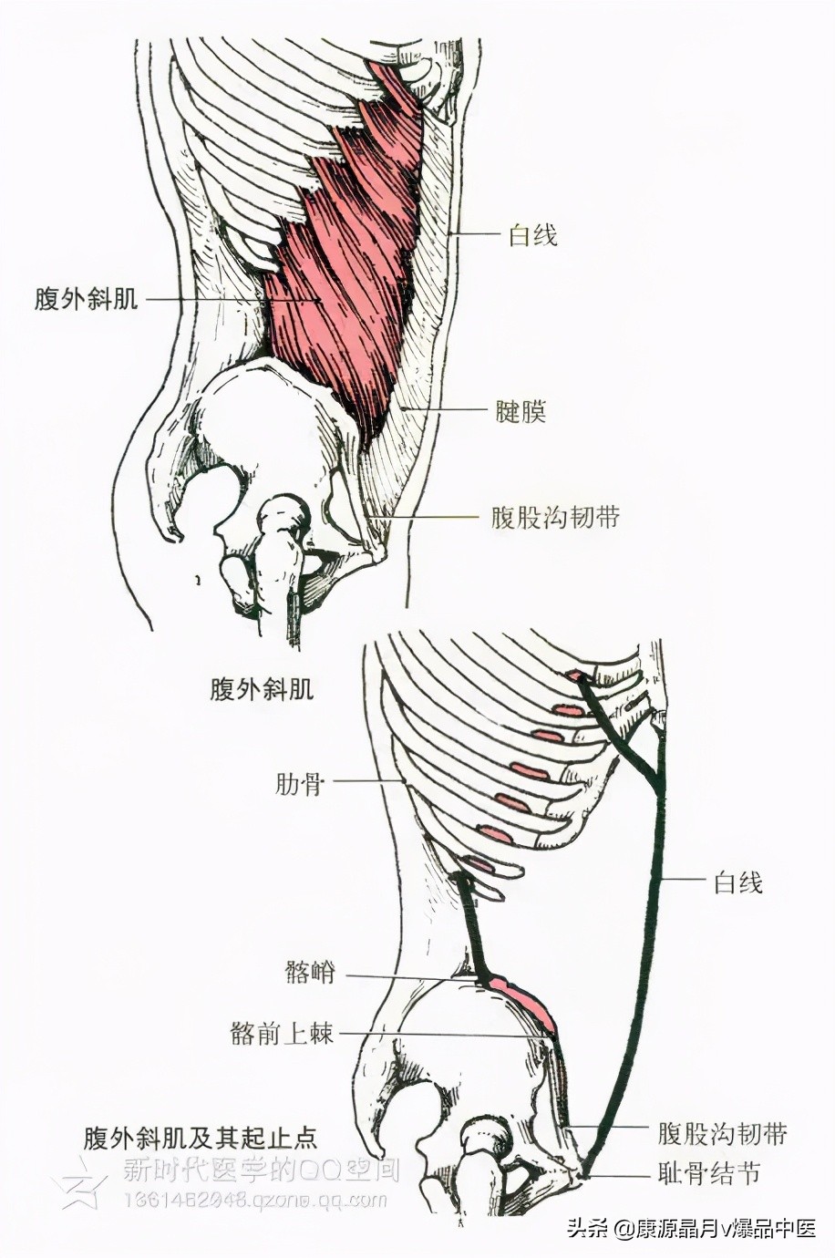 人体肌肉解剖套图