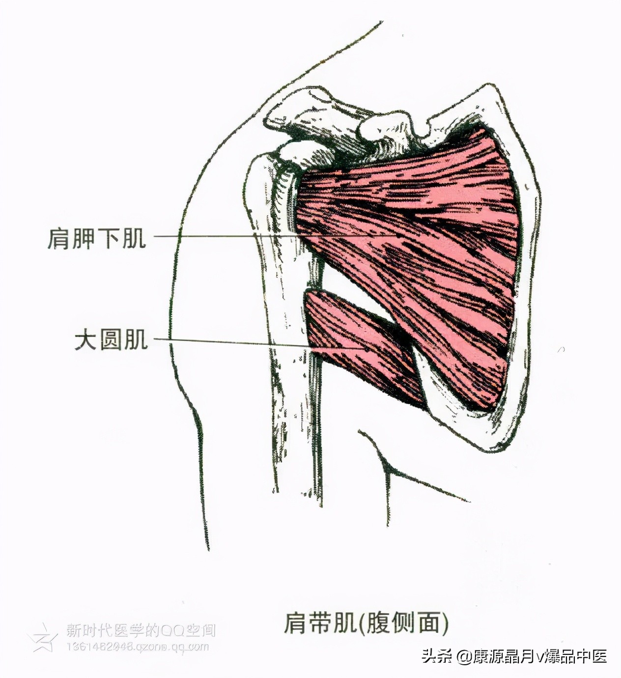 人体肌肉解剖套图