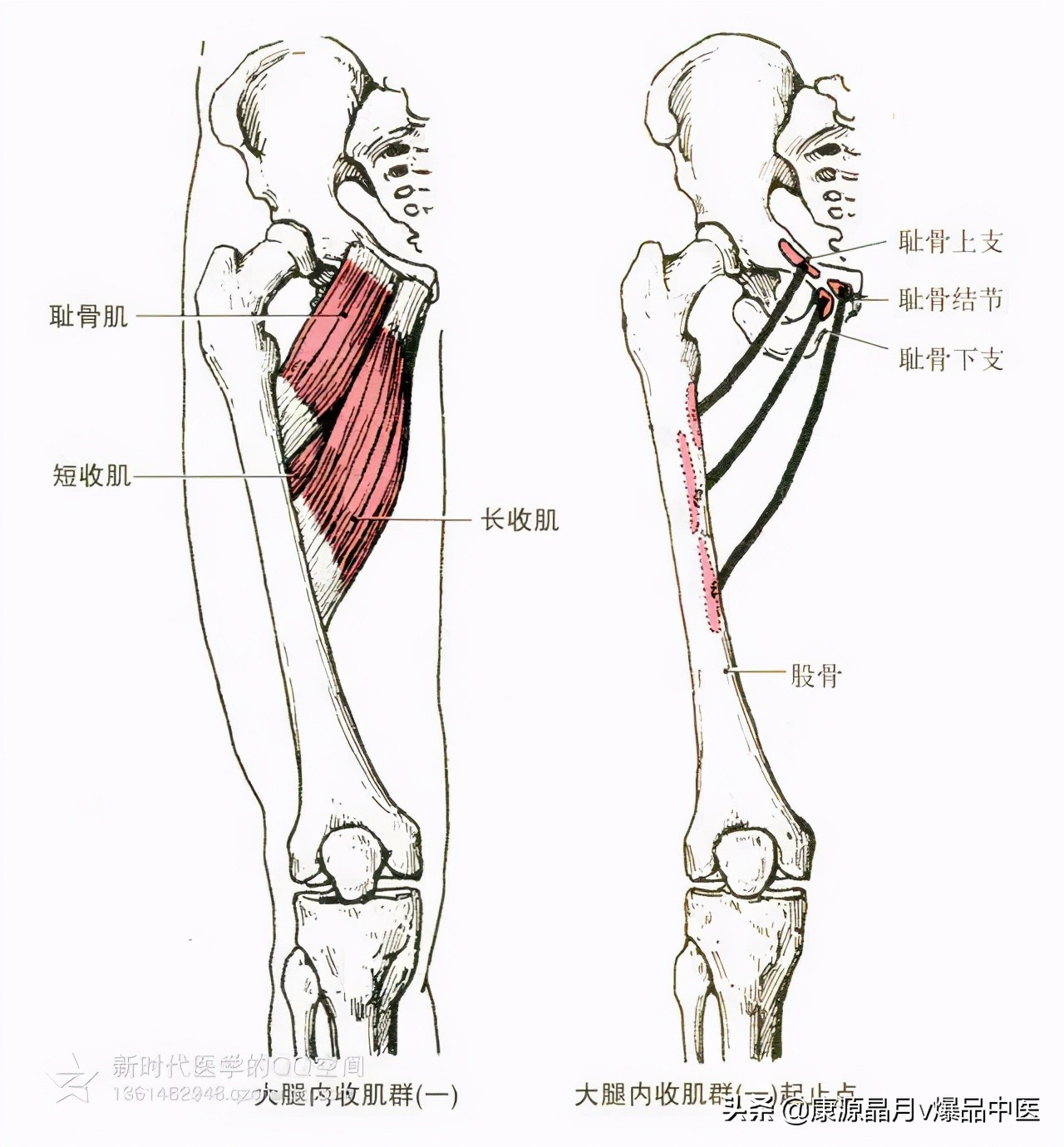 人体肌肉解剖套图