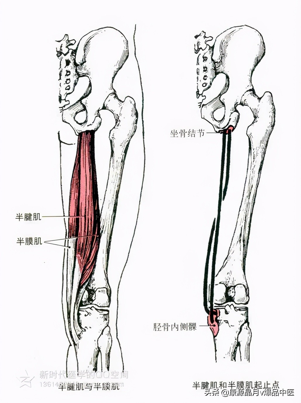 人体肌肉解剖套图