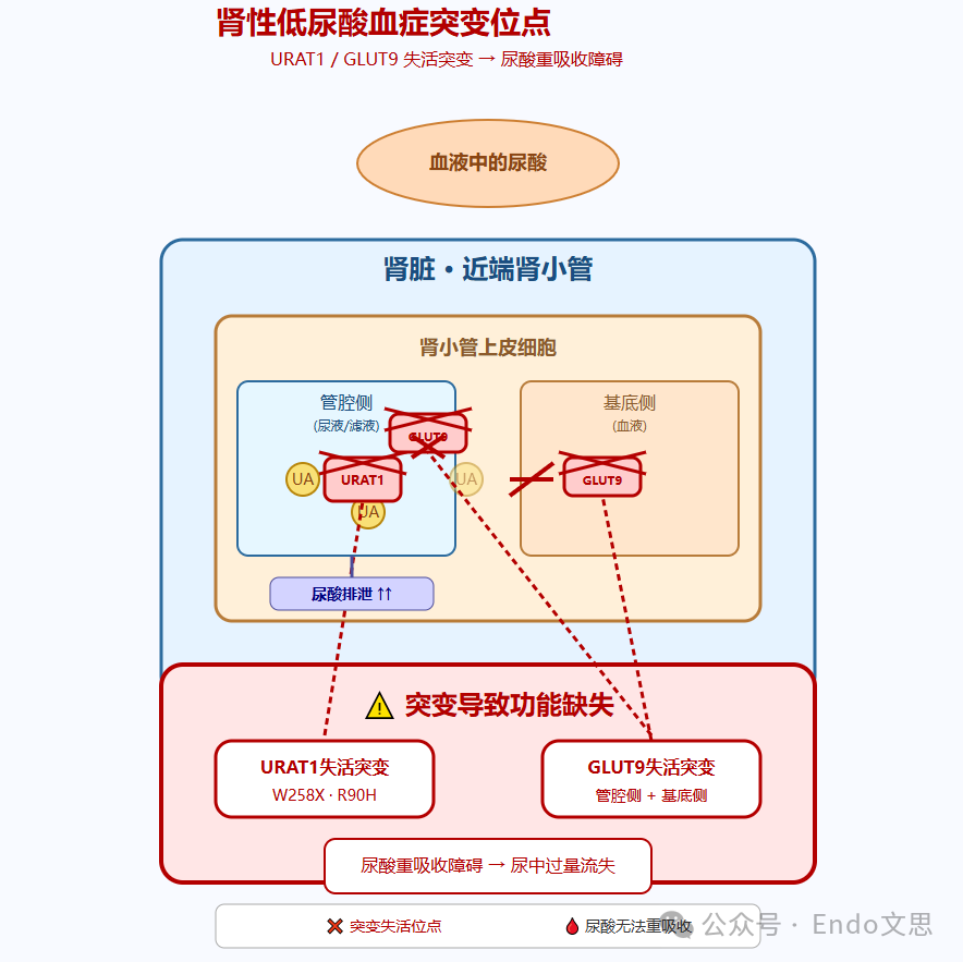 图 5.遗传性肾性低尿酸血症
