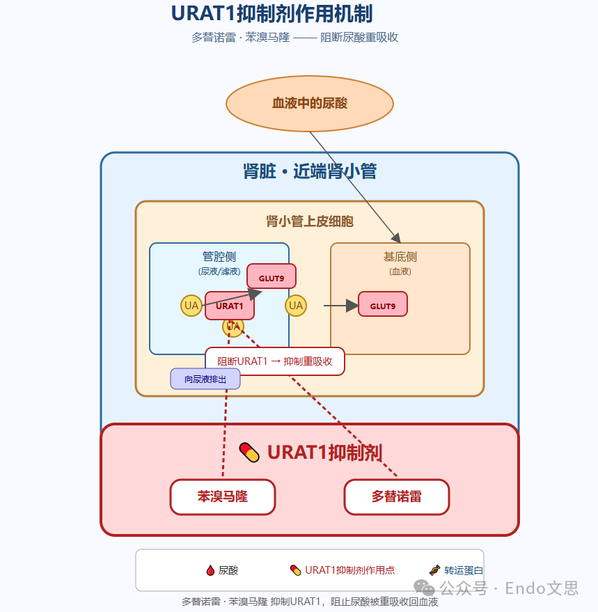 图 4.苯溴马隆、多替诺雷的作用靶点