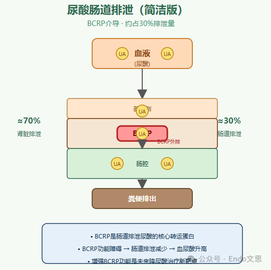 图 3.尿酸的肠道排泄